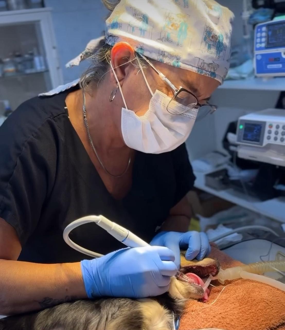 Cirurgia Veterinária